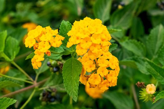 Closeup of a beautiful lantana hirta plant with its characteristic flowers. Note the incredible yellow color of the petals.