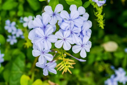 Closeup of a beautiful Cape plumbago plant with its characteristic flowers. Note the incredible purple color of the petals.