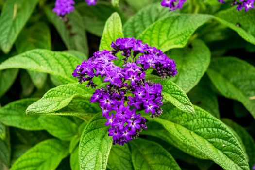 Closeup of a beautiful heliotrope plant with its characteristic flowers. Note the incredible purple color of the petals.