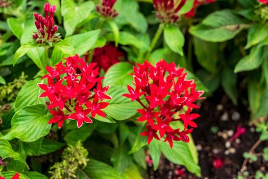 Closeup of a beautiful Egyptian starcluster plant with its characteristic flowers. Note the incredible red color of the petals.