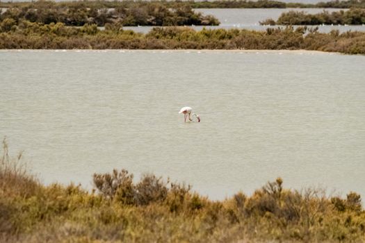 A beautiful specimen of flamingo while it feeds in a pond, Sardinia, Italy.