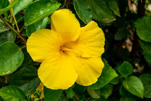 Closeup of a beautiful hibiscus plant with its characteristic flowers. Note the incredible yellow color of the petals.