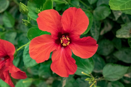 Closeup of a beautiful hibiscus plant with its characteristic flowers. Note the incredible red color of the petals.