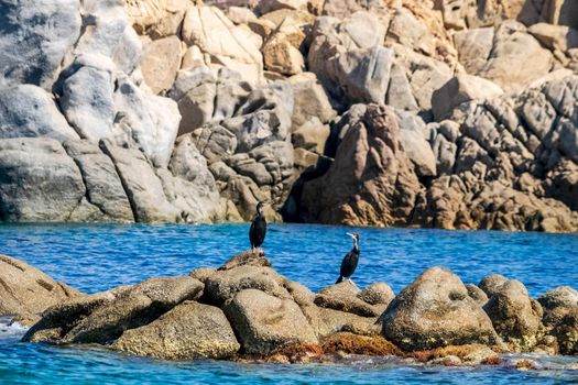 Southern Sardinia, a pair of cormorants lying on the granite rocks.