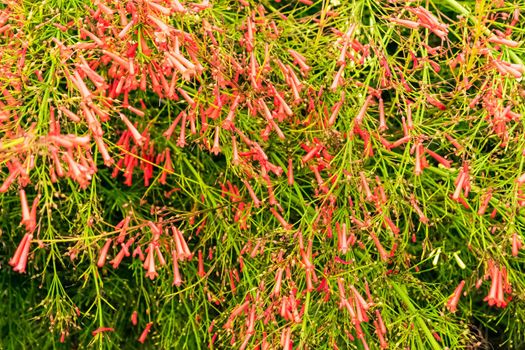 Closeup of a beautiful russelia equisetiformis plant with its characteristic flowers. Note the incredible red color of the petals.