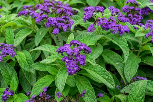 Closeup of a beautiful heliotrope plant with its characteristic flowers. Note the incredible purple color of the petals.