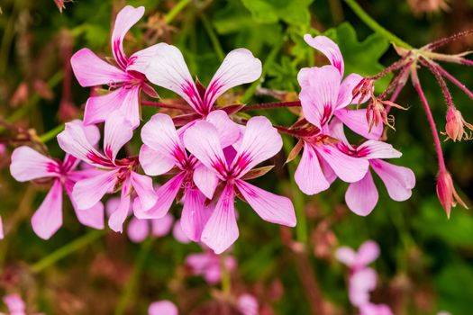 Closeup of a beautiful geranium plant with its characteristic flowers. Note the incredible purple color of the petals.