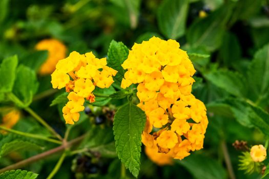 Closeup of a beautiful lantana hirta plant with its characteristic flowers. Note the incredible yellow color of the petals.