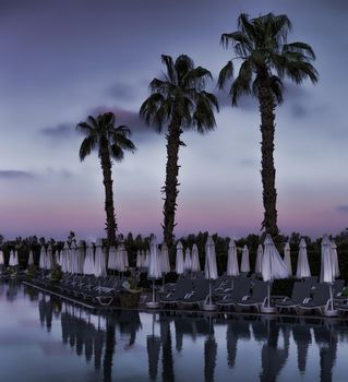 Three palms near abeautiful swimming pool