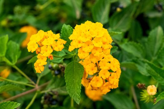 Closeup of a beautiful lantana hirta plant with its characteristic flowers. Note the incredible yellow color of the petals.