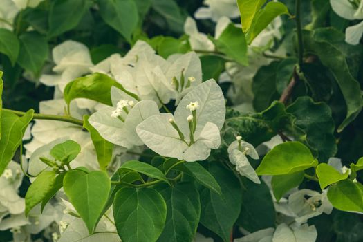 Closeup of a beautiful bougainvillea plant with its characteristic flowers. Note the incredible and rare white color of the petals.