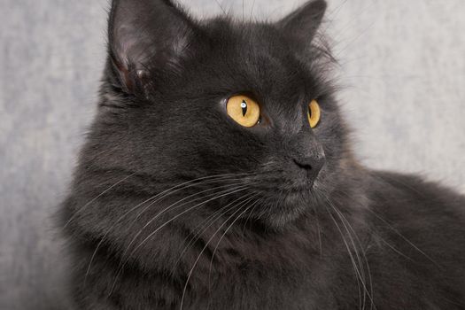 Beautiful Nibelung cat resting on a white background, carefully looking ahead.