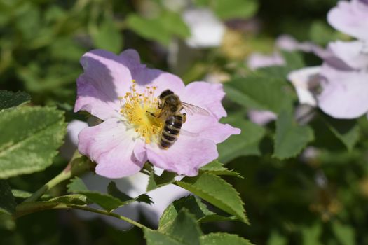 Honey bee Apis Mellifera is collecting pollen on white flower of bush dog rose. Latin rosa canina, similar to a sweet briar also called eglantine state flower or state symbol of Iowa and North Dakota