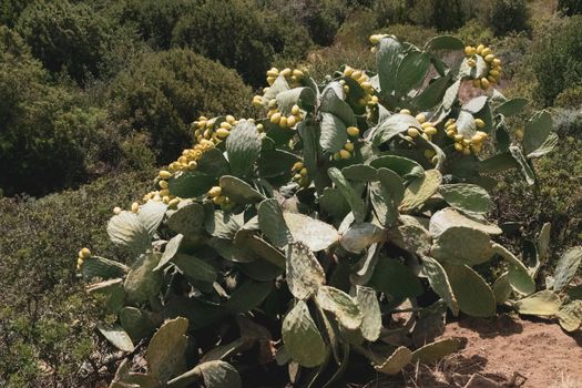 Close-up of a beautiful prickly pear plant with its characteristic leaves. Note the ripe fruits ready to be picked.