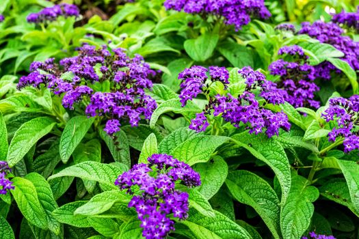 Closeup of a beautiful heliotrope plant with its characteristic flowers. Note the incredible purple color of the petals.