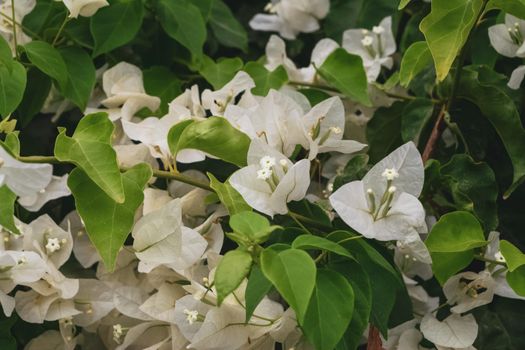 Closeup of a beautiful bougainvillea plant with its characteristic flowers. Note the incredible and rare white color of the petals.