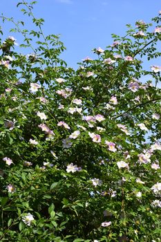 Rosehip bush blooming in spring. Bright beautiful flowers of rose hips of delicate pink color of pastel tones. Medicinal flowers brewing tea for weight loss diuretic prostatitis adenoma pressure.