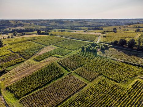 Aerial view, Vineyard Sunrise in summer, Sainte Croix du Mont, Bordeaux Vineyard, Gironde, France