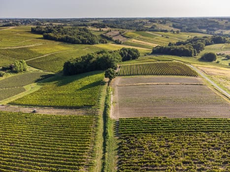 Aerial view, Vineyard Sunrise in summer, Sainte Croix du Mont, Bordeaux Vineyard, Gironde, France