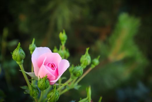 Beautiful pink rose Bonica with buds in the garden