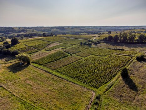 Aerial view, Vineyard Sunrise in summer, Sainte Croix du Mont, Bordeaux Vineyard, Gironde, France