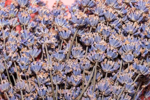 bushes of flowering lavender with a blur. close-up. as a background. High quality photo