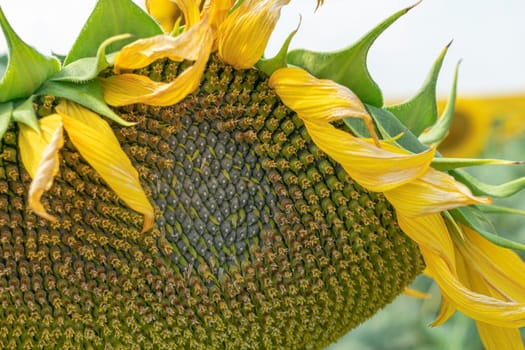 sunflower and a field of sunflowers on a blue sky background. High quality photo