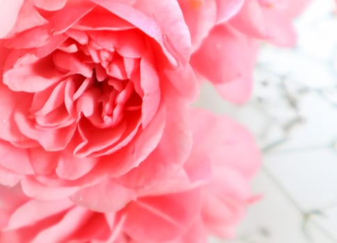 Soft focus on beautiful pink roses on white background