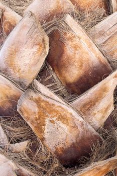 the texture of the trunk of a palm tree. High quality photo