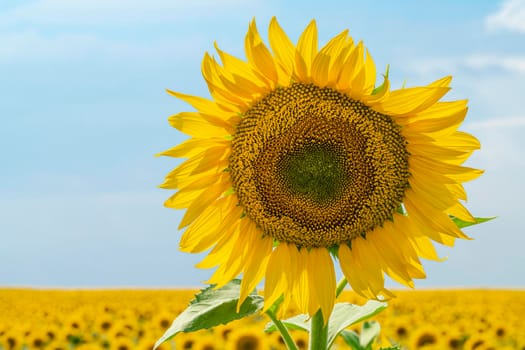 sunflower and a field of sunflowers on a blue sky background. High quality photo