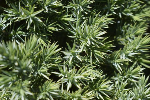 Juniper tree branch texture green needle background. Bush is evergreen coniferous tree as background. Macro of juniper branch pattern. Background with juniper branches grow close-up