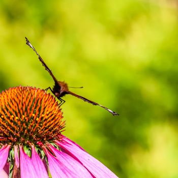 Beautiful colored European Peacock butterfly, Inachis io, Aglais io, on purple flower Echinacea in a sunny summer garden.