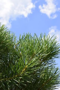 A branch of green pine with needles, on a summer day, against the sky. Blurred background of green pine twig with long green needles under blue sky. Freshness, nature concept. Latin: Pinus sylvestris