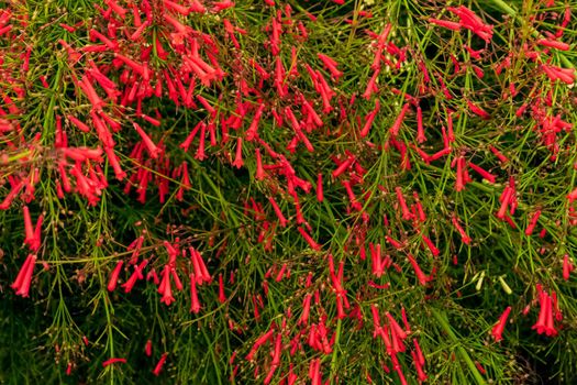 Closeup of a beautiful russelia equisetiformis plant with its characteristic flowers. Note the incredible red color of the petals.