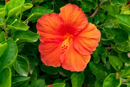 Closeup of a beautiful hibiscus plant with its characteristic flowers. Note the incredible orange color of the petals.