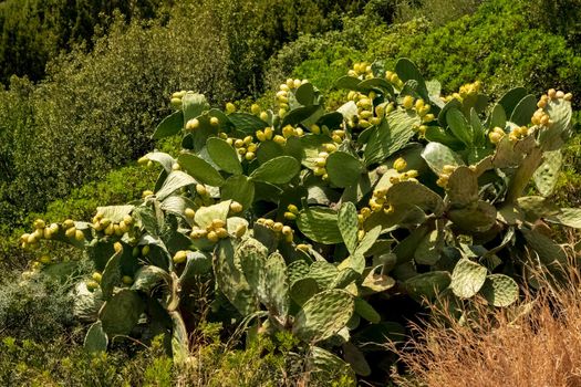 Close-up of a beautiful prickly pear plant with its characteristic leaves. Note the ripe fruits ready to be picked.