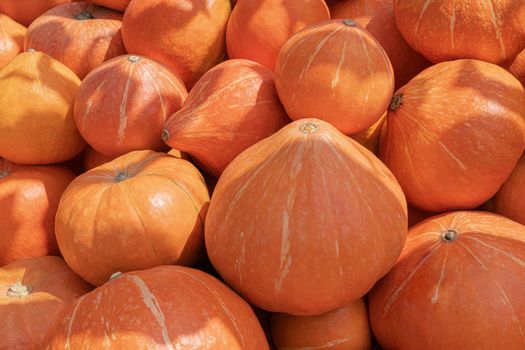 pumpkins close up a lot as a background. High quality photo