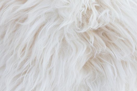 a wool background, closeup of a sheepskin