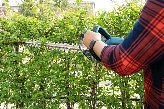 Gardener holding electric hedge trimmer to cut the treetop in garden.