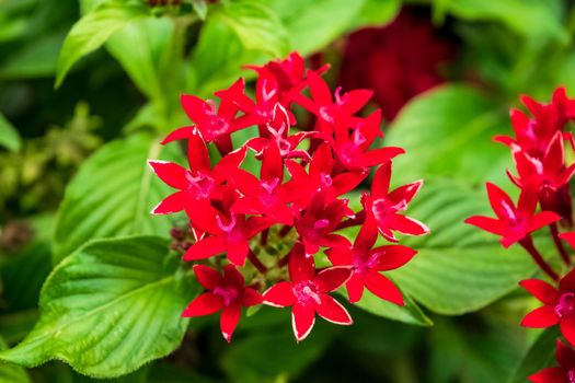 Closeup of a beautiful Egyptian starcluster plant with its characteristic flowers. Note the incredible red color of the petals.