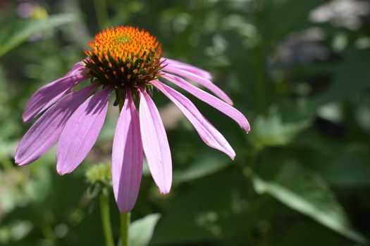 Purple flower Echinacea purpurea in the garden. Botanical background. Beautiful pink petals blooming plants. Decorative shrub for landscape design in parks and gardens