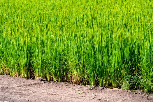 Rice paddy field organic jasmine farm, nature Asia food.