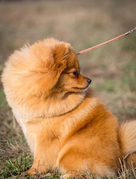 Portrait of cute pomeranian spitz dog