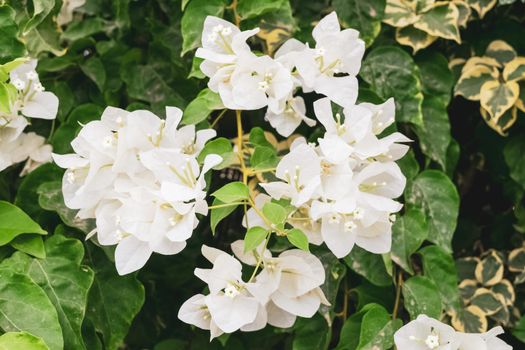 Closeup of a beautiful bougainvillea plant with its characteristic flowers. Note the incredible and rare white color of the petals.