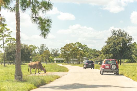 Florida, USA - September 19, 2019: Lion Country Safari drive through park in West Palm Beach Florida. Cars driving near animals in zoo