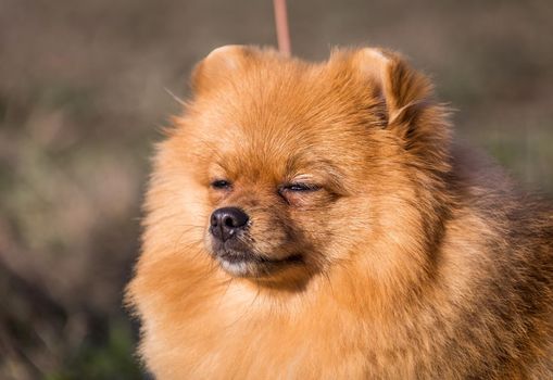 Portrait of cute pomeranian spitz dog