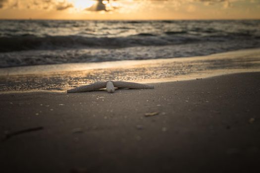 Starfish on the beach