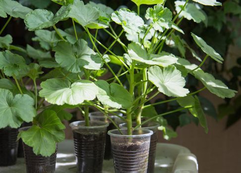 Lots of Geranium plants being grown in plastic