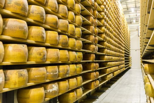 Parmigiano Cheese factory production shelves with aging cheese in Italy, Bologna