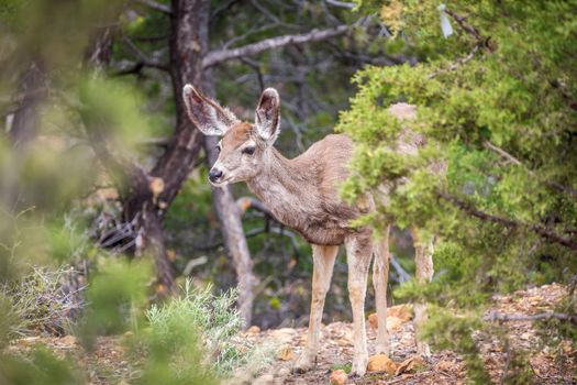 Young deer in usa forest